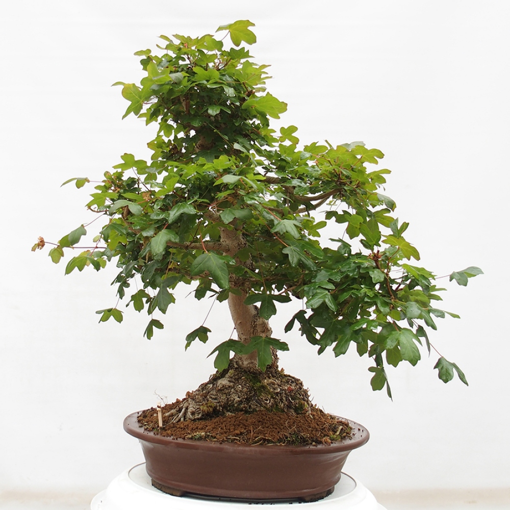 Bonsai für draußen - Französischer Ahorn - Acer Nonspessulanum
