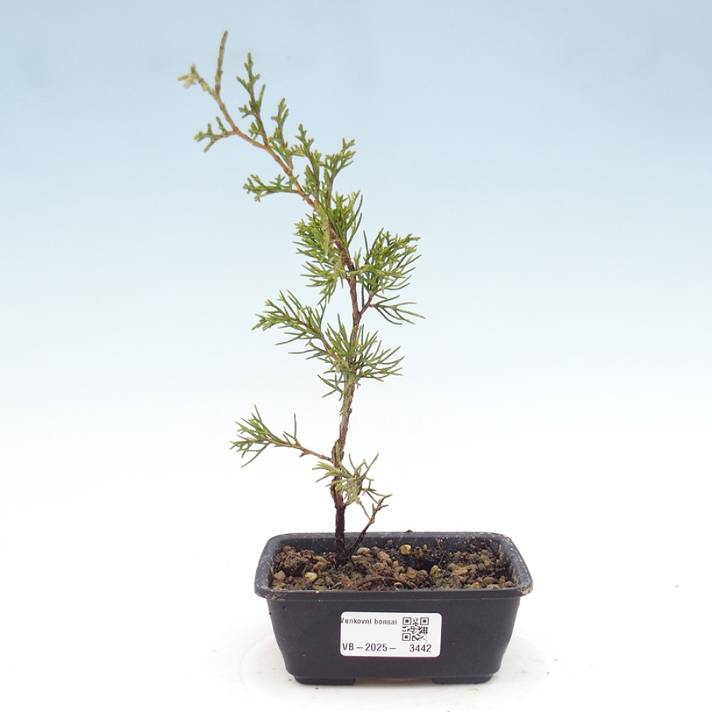 Bonsai für draußen - Juniperus chinensis Itoigawa