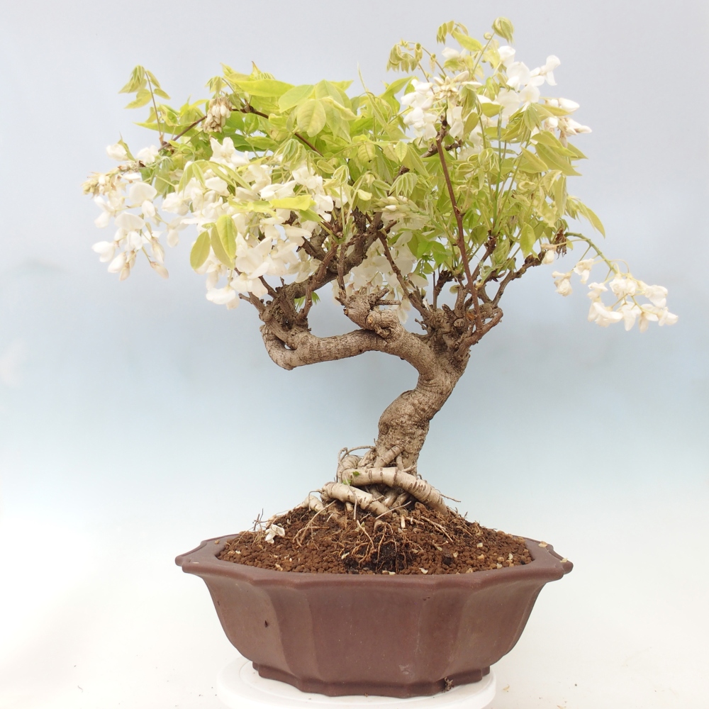 Bonsai für draußen - Vistaria - Glyzinie