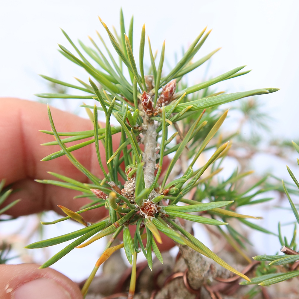 Pinus sylvestris Spanien – Waldkiefer