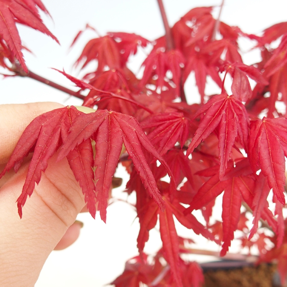 Bonsai für draußen - Acer palmatum DESHOJO
