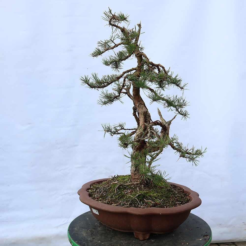 Pinus sylvestris Spanien – Waldkiefer