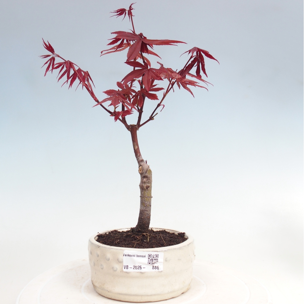 Bonsai für draußen - Acer-Palme. Atropurpureum-Javor palmate