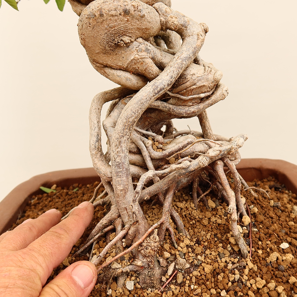 Bonsai für draußen - Karpinus Coreana - Koreanische Hainbuche