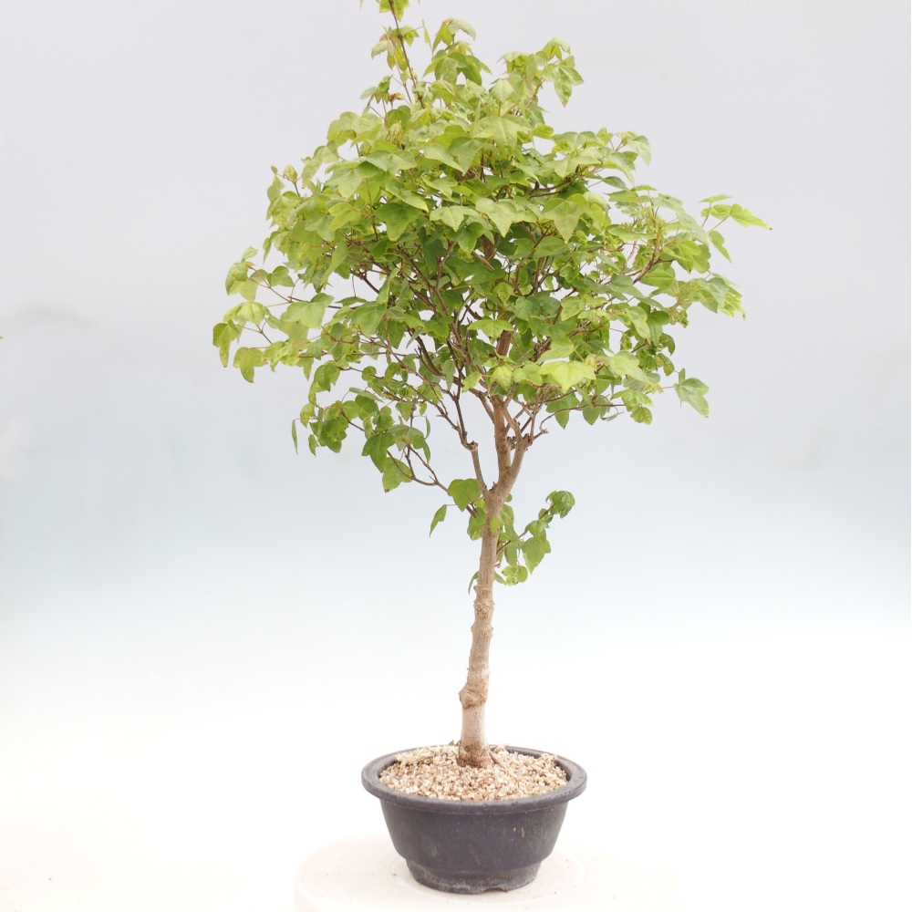 Bonsai für draußen - Acer Buergerianum - Bergahorn