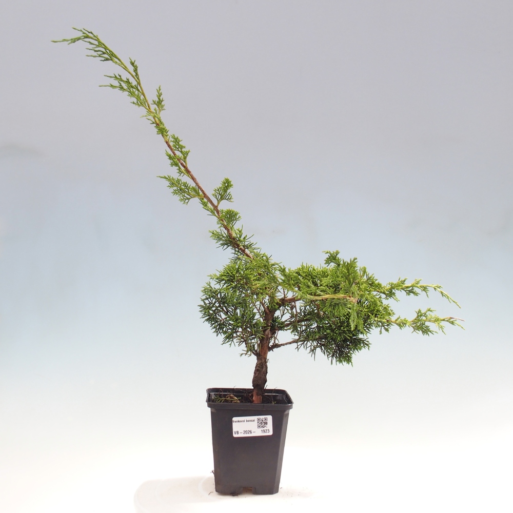 Bonsai für draußen - Juniperus chinensis Itoigawa