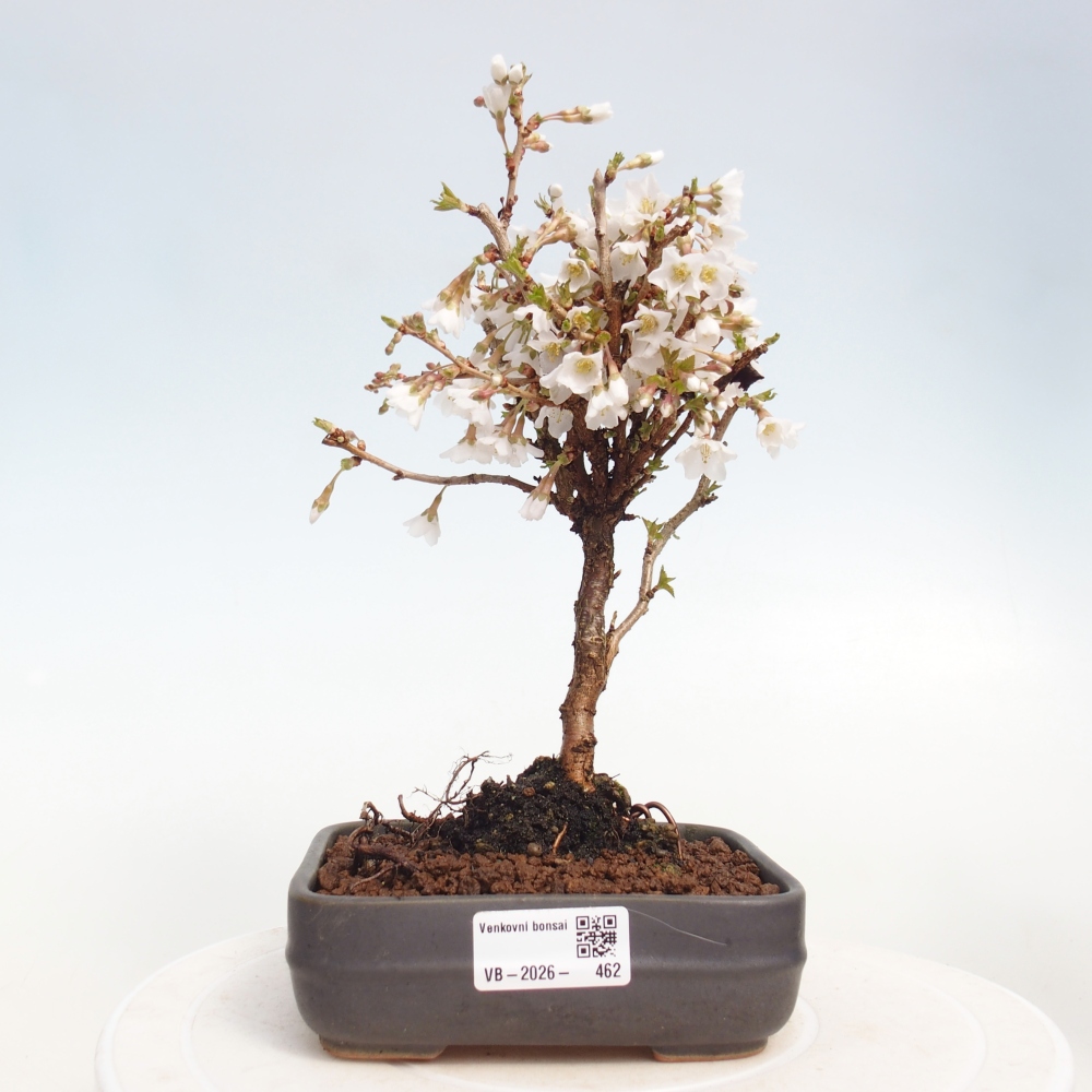 Bonsai für draußen - Prunus incisa Kojou-no mai-Plivon ausgeschnitten