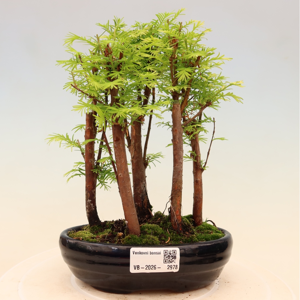 Bonsai für den Außenbereich – Metasequoia glyptostroboides – Chinesische Metasequoia – Wäldchen