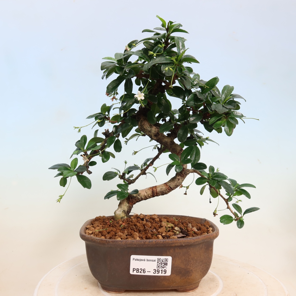 Zimmer-Bonsai - Carmona macrophylla - Tee-Fuki