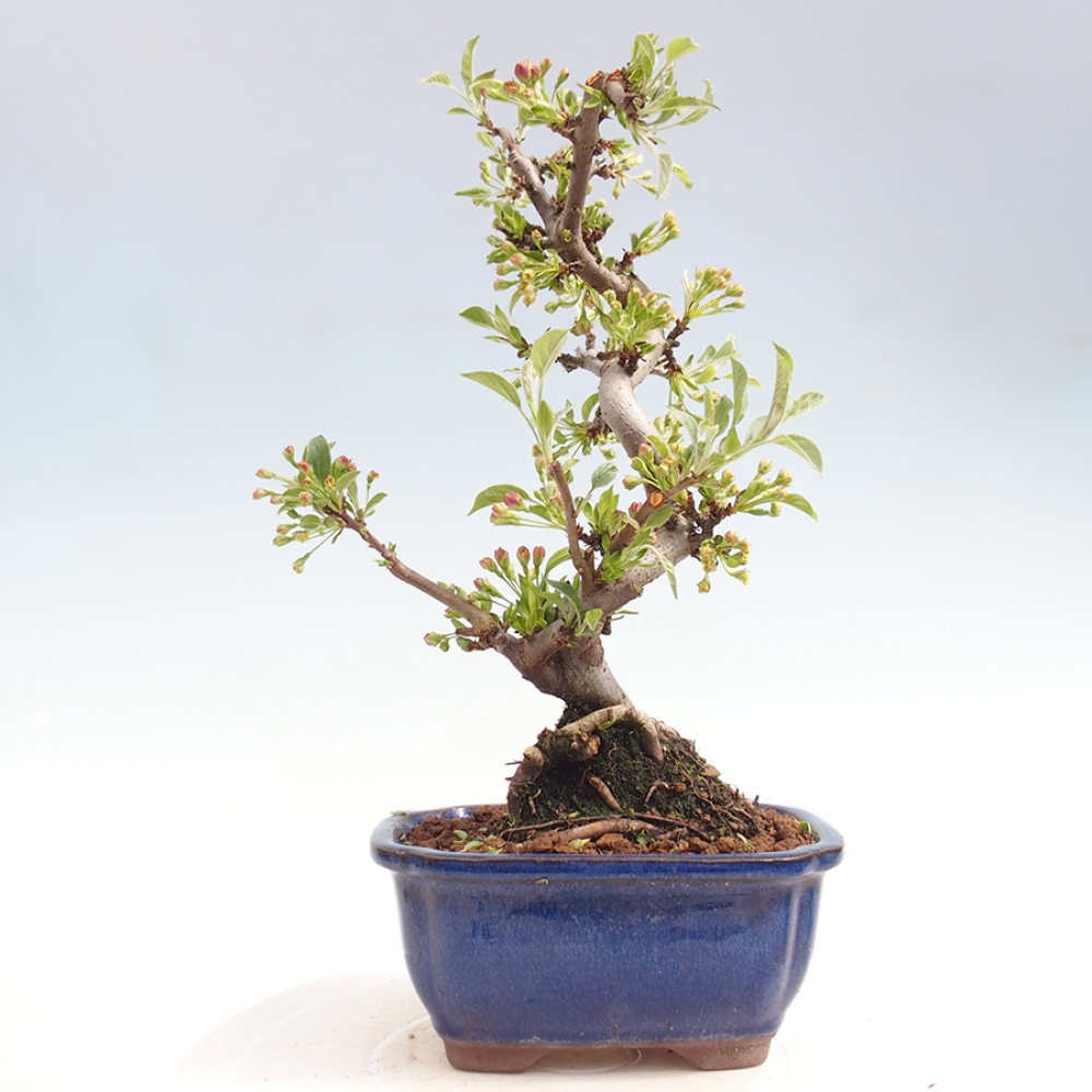 Outdoor Bonsai - Malus sargentii - Kleinfrüchtiger Apfelbaum