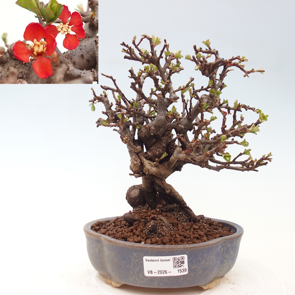 Bonsai für draußen - Chaneomeles speciosa - Quitte