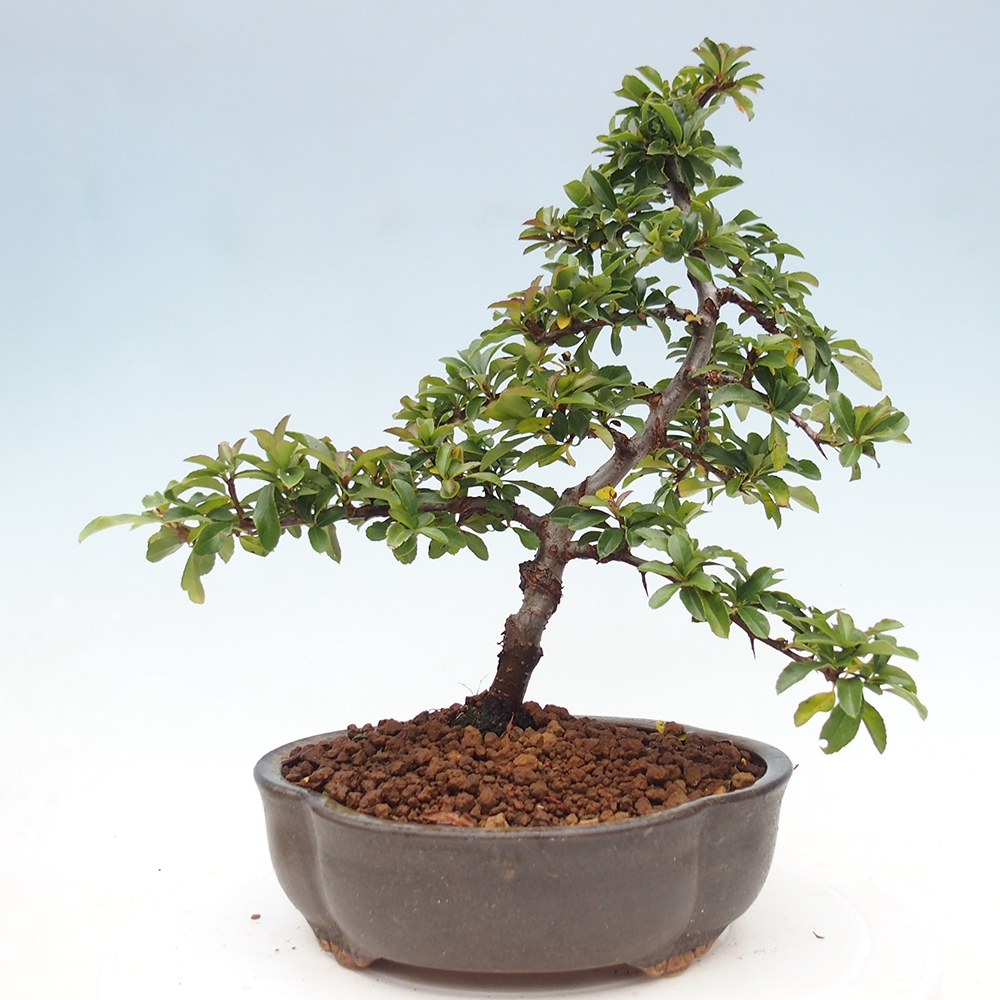 Freiland-Bonsai-Pyracantha Teton -Hlox
