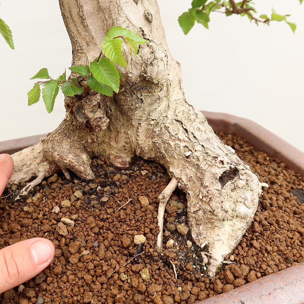 Bonsai für draußen - Karpinus Coreana - Koreanische Hainbuche