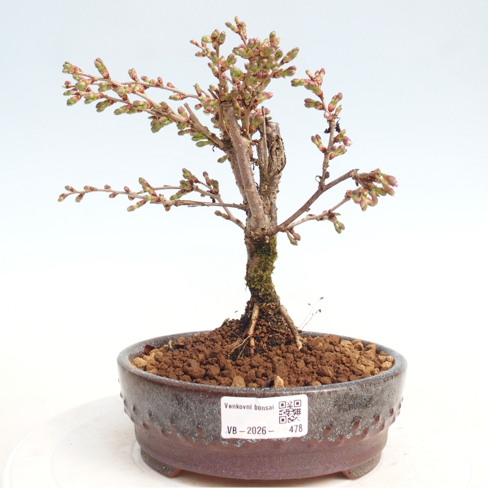 Bonsai für draußen - Prunus incisa Kojou-no mai-Plivon ausgeschnitten