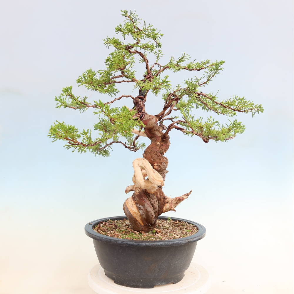 Bonsai für draußen - Juniperus chinensis Itoigawa-Juniperus chinensis