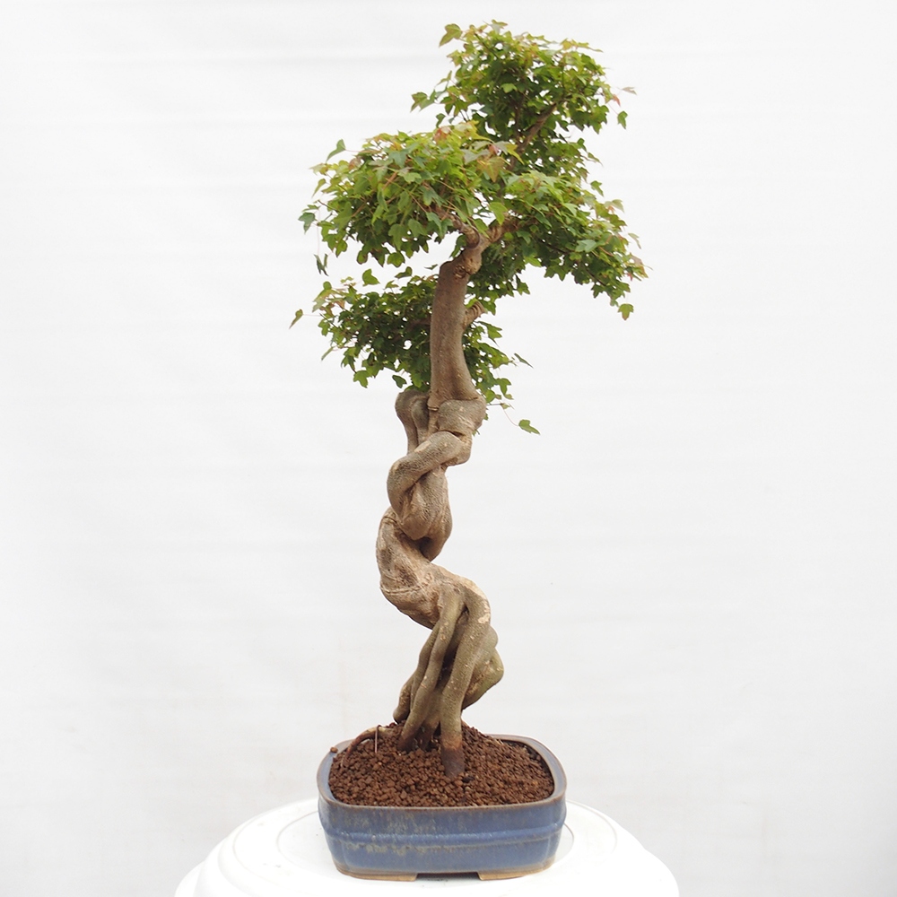 Bonsai für draußen - Acer Buergerianum - Bergahorn