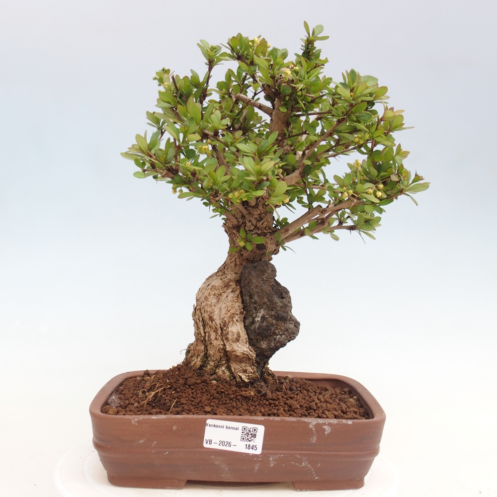 Bonsai für draußen - Berberis coreana