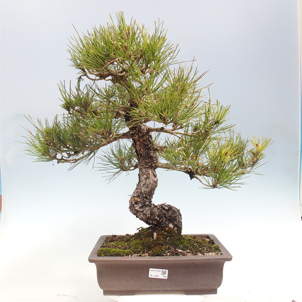 Bonsai für draußen - Pinus thunbergii - Thunberg-Kiefer