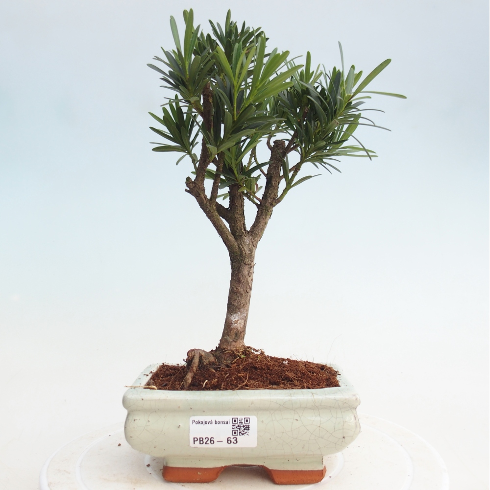 Zimmerbonsai - Podocarpus - Stein-Eibe