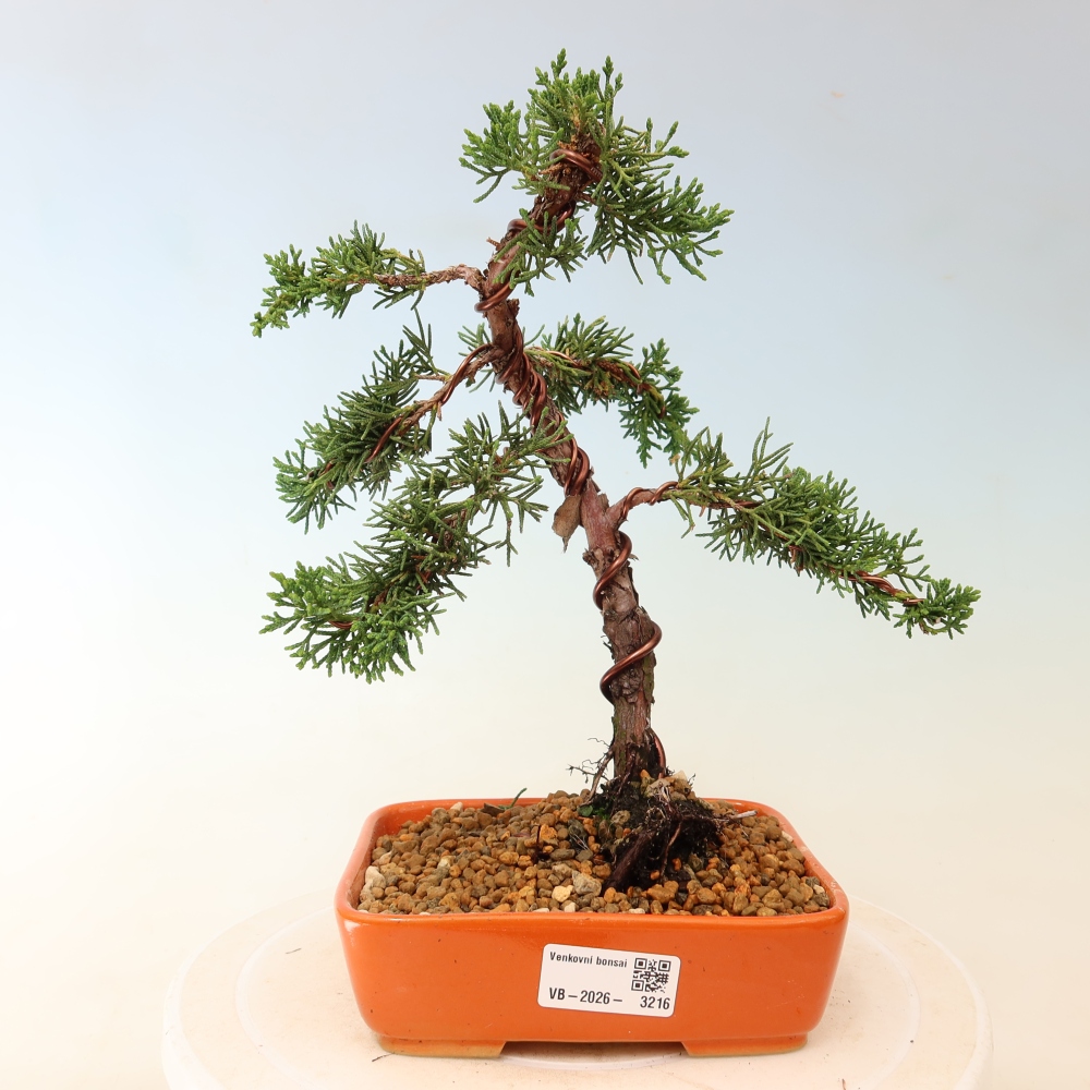Bonsai für draußen - Juniperus chinensis Kishu