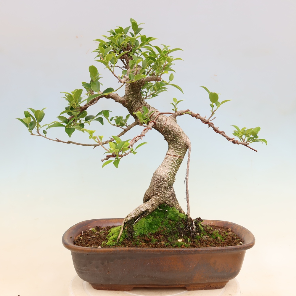 Zimmerbonsai - Ficus kimmen - Kleinblättriger Ficus