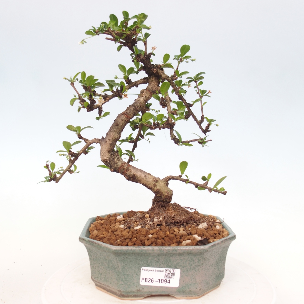 Zimmer-Bonsai - Carmona macrophylla - Tee-Fuki