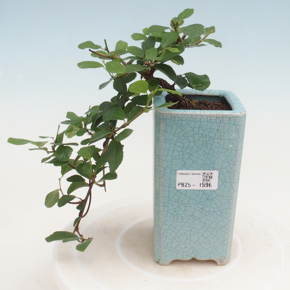 Zimmerbonsai - Grewia occidentalis - Lavendel Seestern