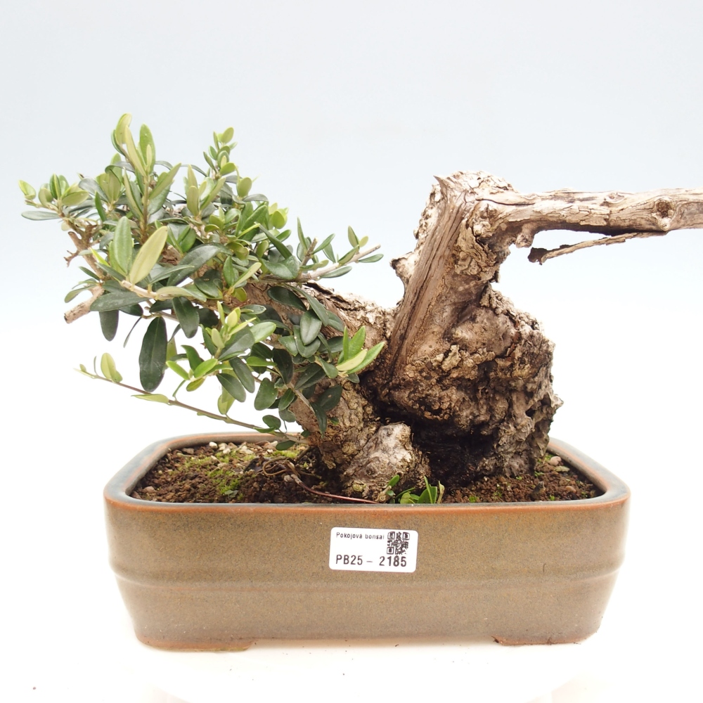 Zimmerbonsai - Olea europaea sylvestris