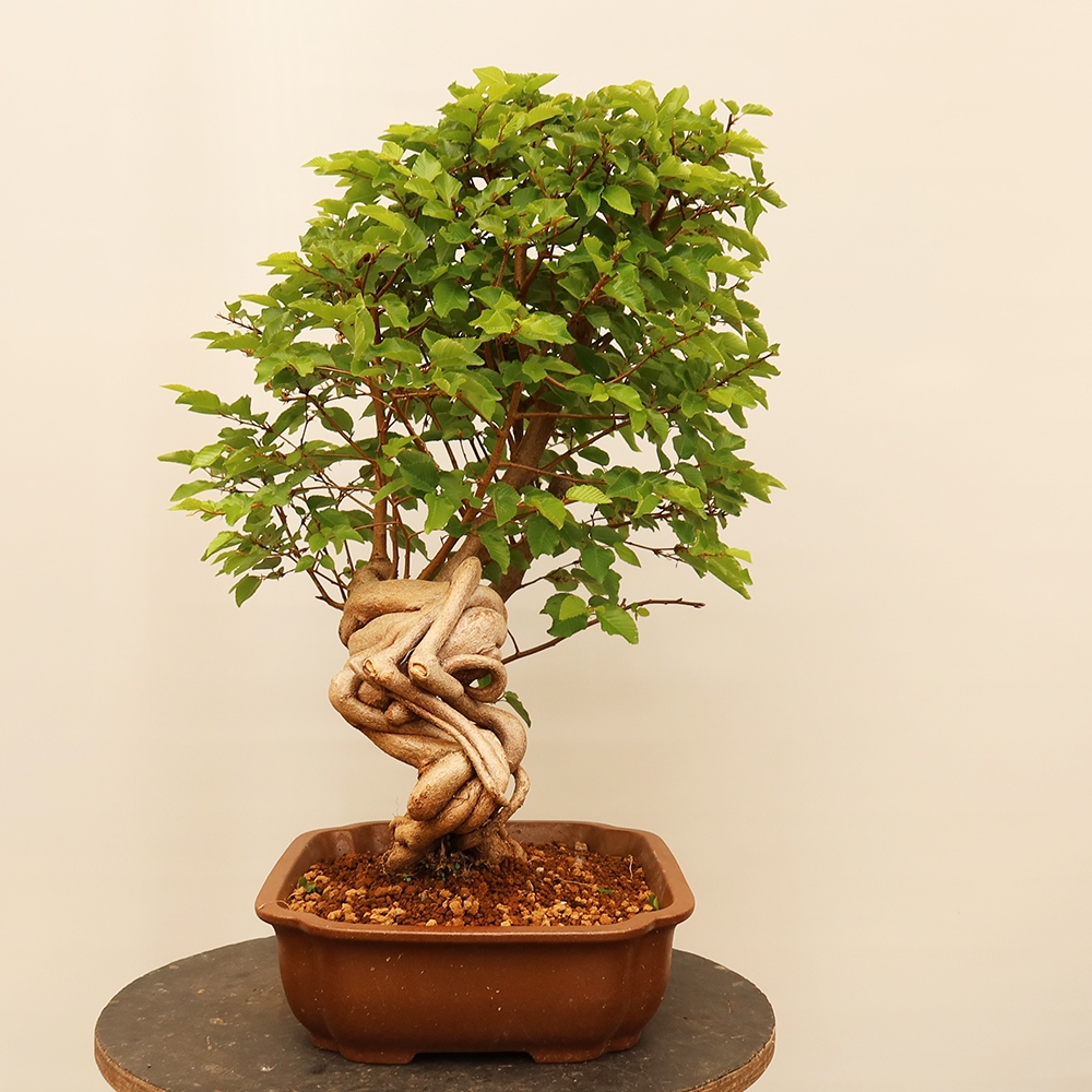 Bonsai für draußen - Karpinus Coreana - Koreanische Hainbuche