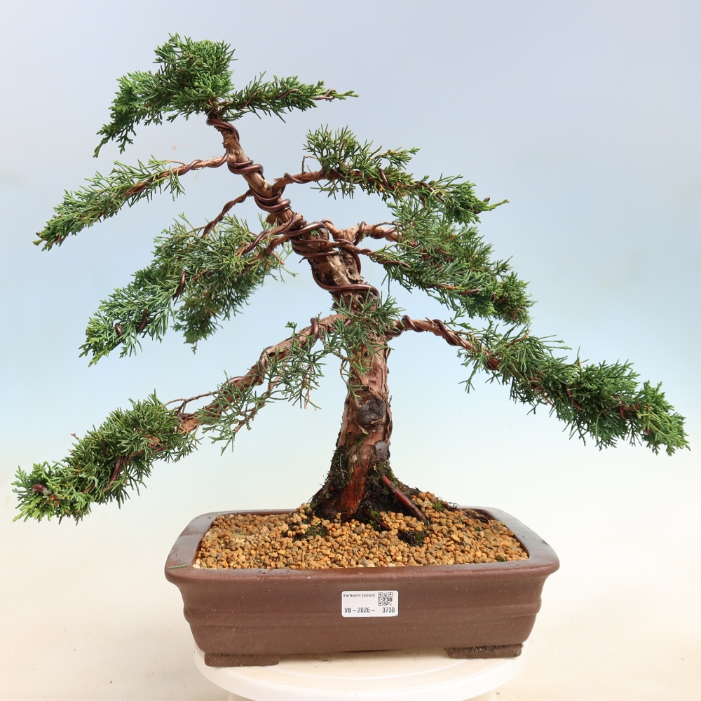 Bonsai für draußen - Juniperus chinensis Kishu