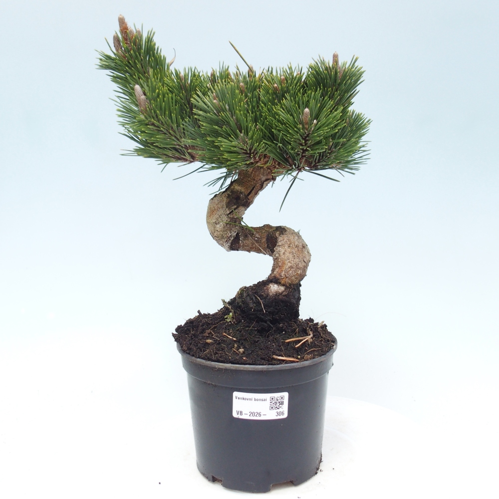 Bonsai für draußen - Pinus thunbergii senjyumaru - Thunberg-Kiefer