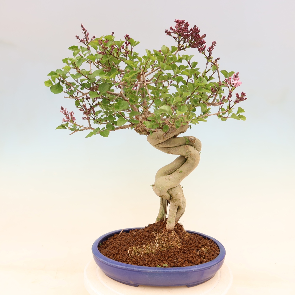 Bonsai für draußen - Syringa microphylla - Kleinblütiger Flieder
