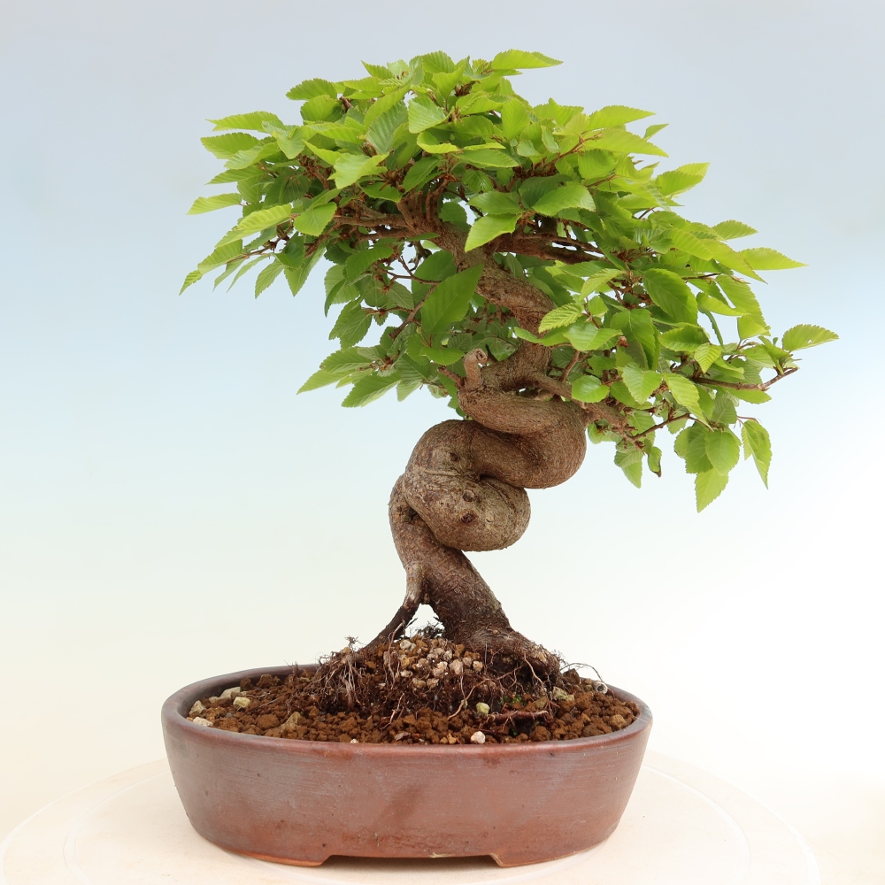 Bonsai für draußen - Karpinus Coreana - Koreanische Hainbuche