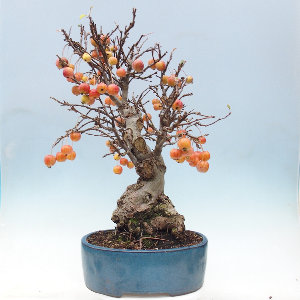 Outdoor-Bonsai -Malus halliana - Kleinfrüchtiger Apfelbaum
