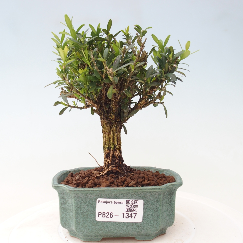 Zimmer Bonsai - Buxus harlandii - Korkbuxus