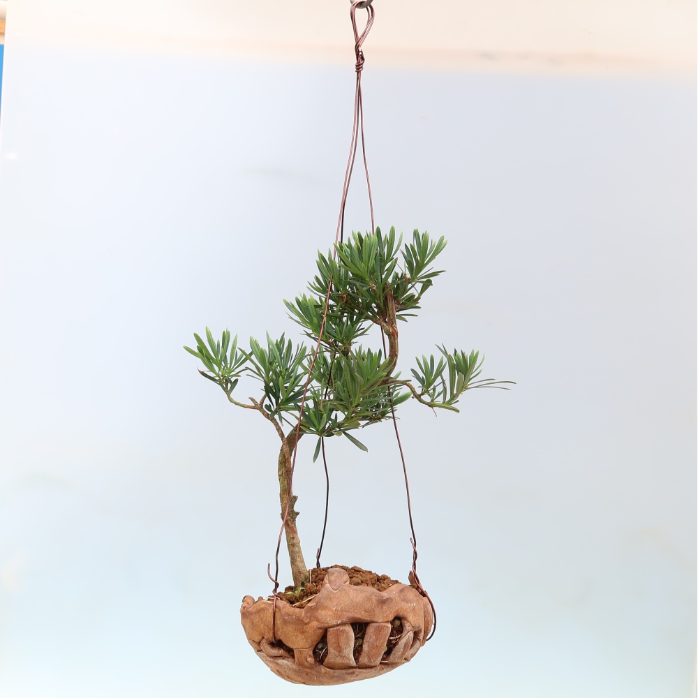 Kokedama in Keramik – Podocarpus – Steineibe