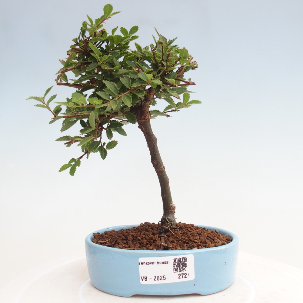 Bonsai für draußen - Ulmus parvifolia Sagei - Kleinblättrige Ulme
