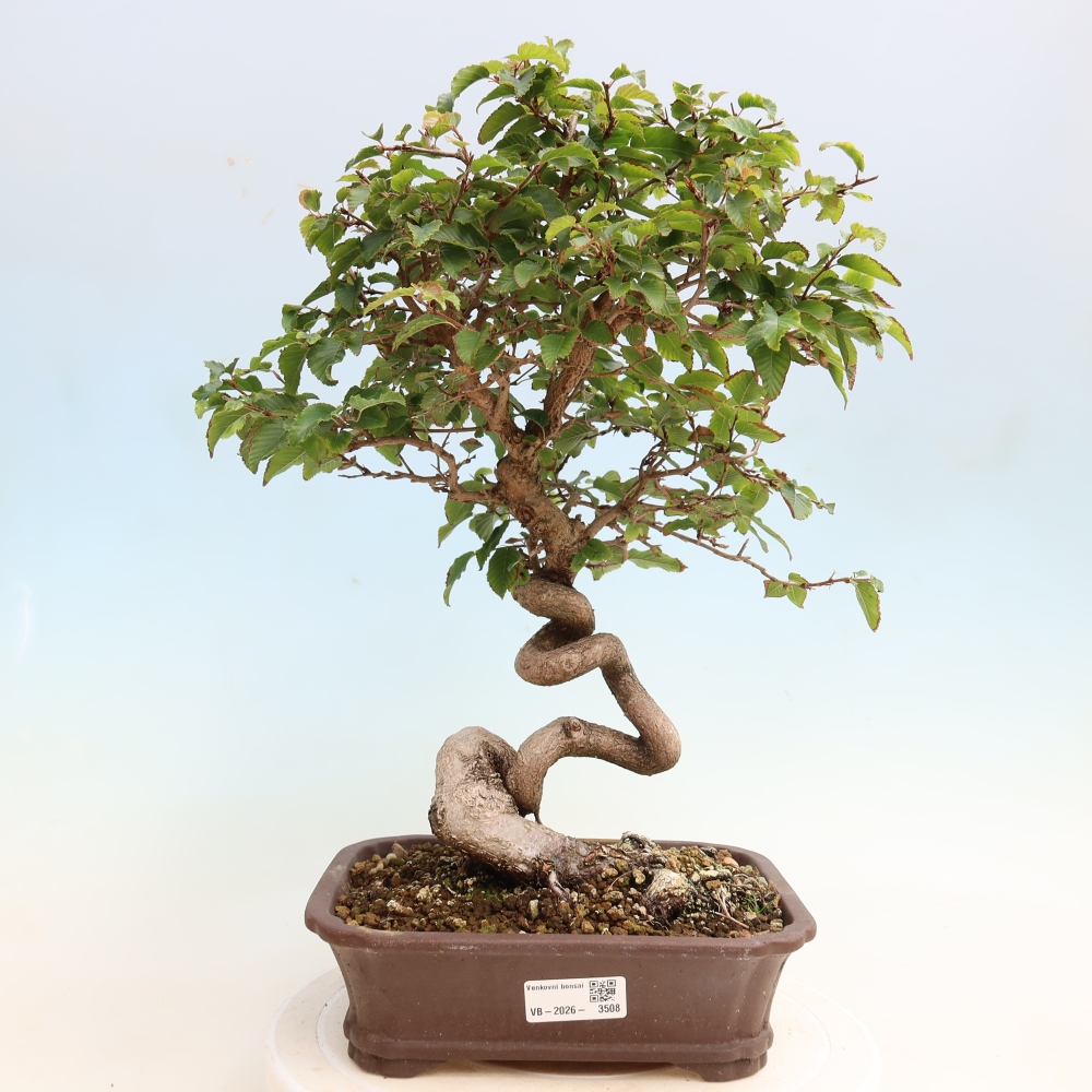 Bonsai für draußen -Carpinus CARPINOIDES - Koreanische Hainbuche