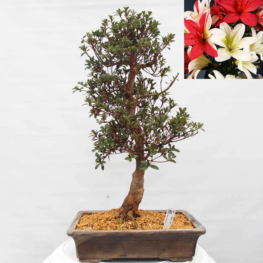 Bonsai für draußen - Japanische Azalee - Azalee Hanatsuzuri