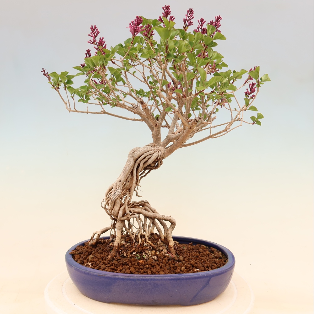 Bonsai für draußen - Syringa microphylla - Kleinblütiger Flieder