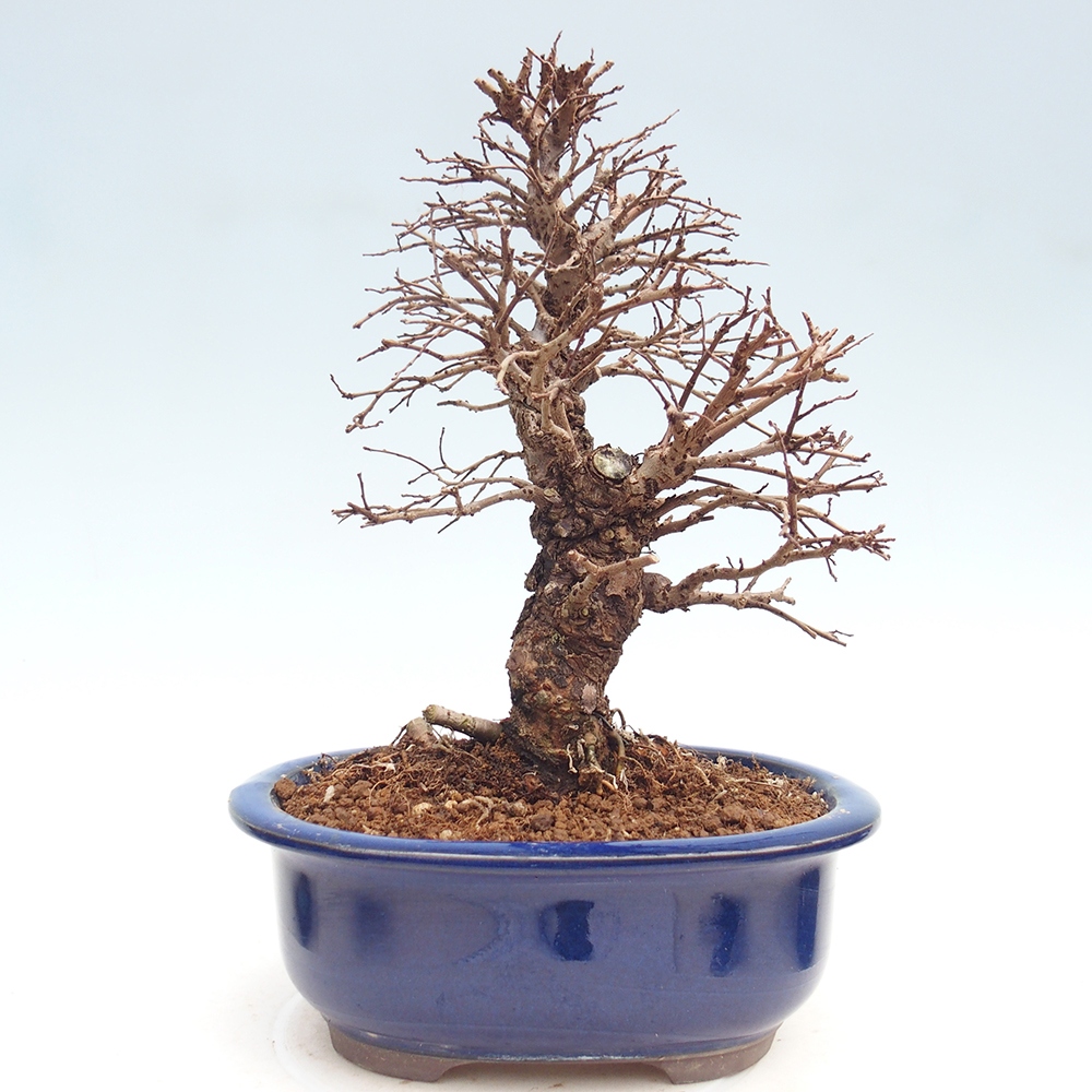 Bonsai für draußen - Zelkova - Zelkova NIRE
