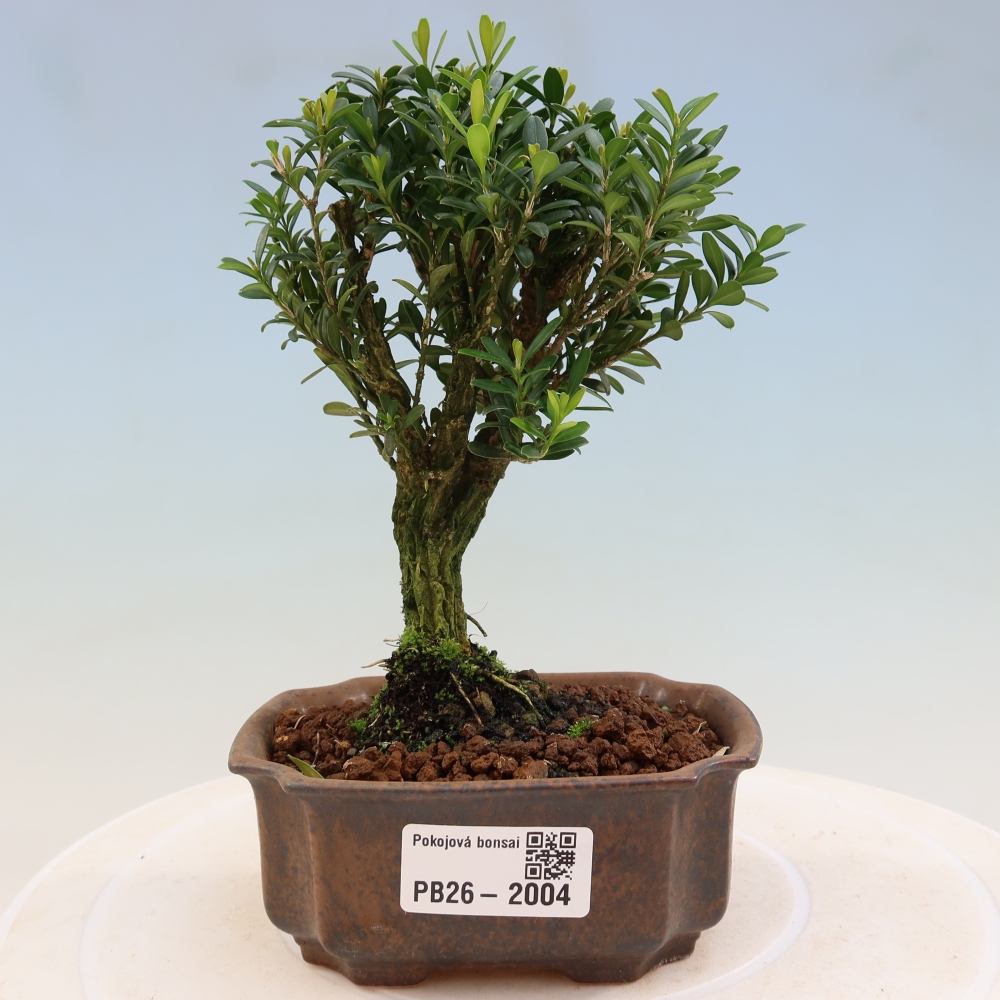 Zimmer Bonsai - Buxus harlandii - Korkbuxus