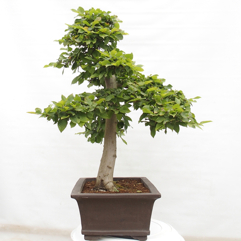 Bonsai für draußen - Hainbuche - Carpinus betulus