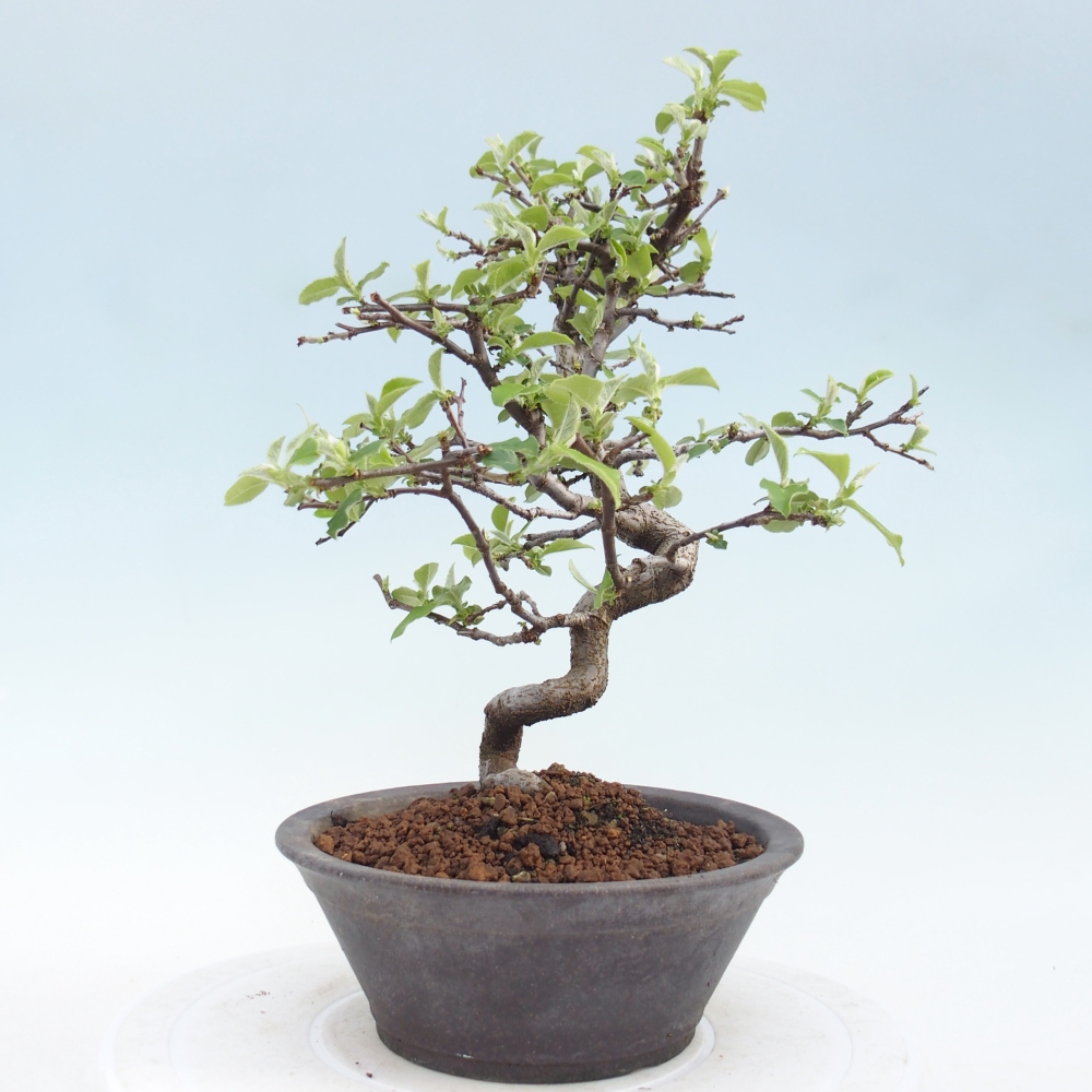 Bonsai für draußen - Chaneomeles chinensis