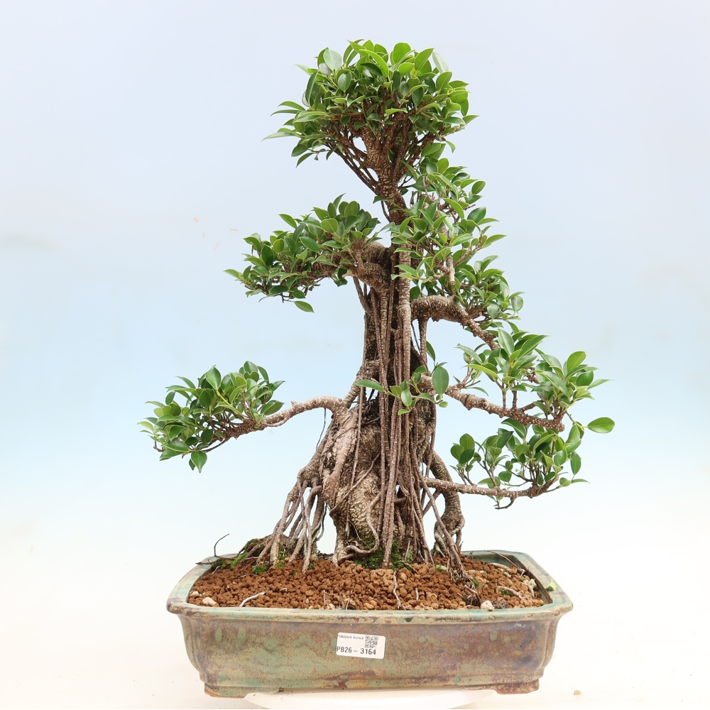 Zimmerbonsai - Ficus kimmen - Kleinblättriger Ficus