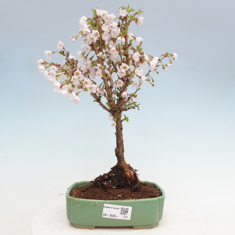 Bonsai für draußen - Prunus incisa Kojou-no mai-Plivon ausgeschnitten