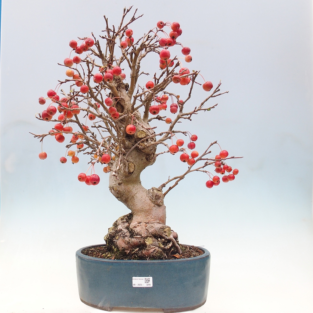 Outdoor-Bonsai -Malus halliana - Kleinfrüchtiger Apfelbaum