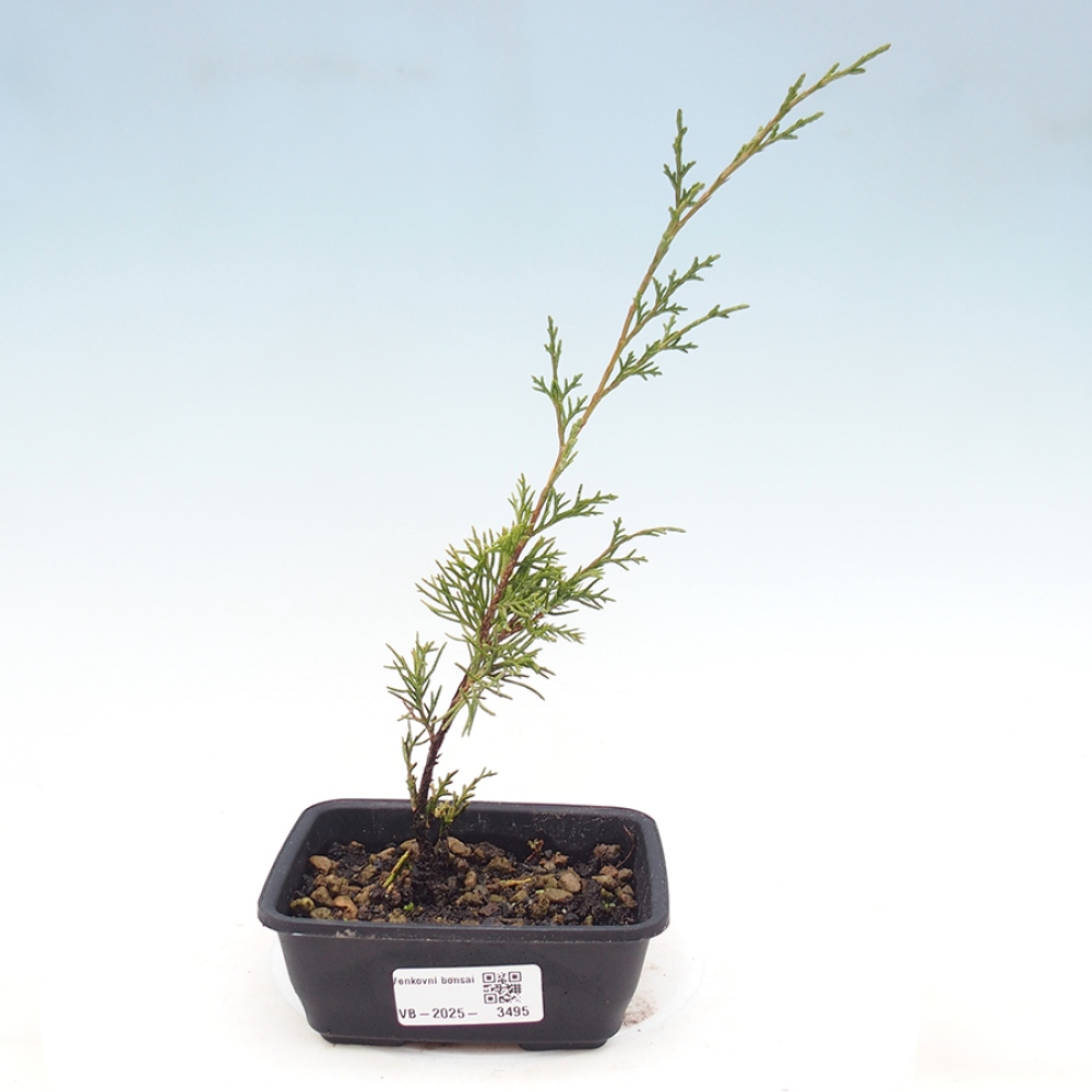 Bonsai für draußen - Juniperus chinensis Itoigawa