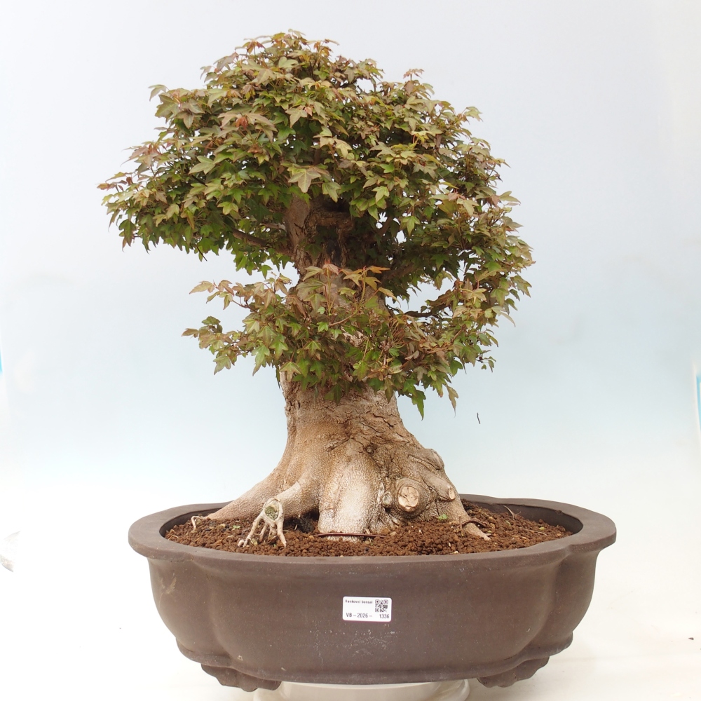 Bonsai für draußen - Acer Buergerianum - Bergahorn