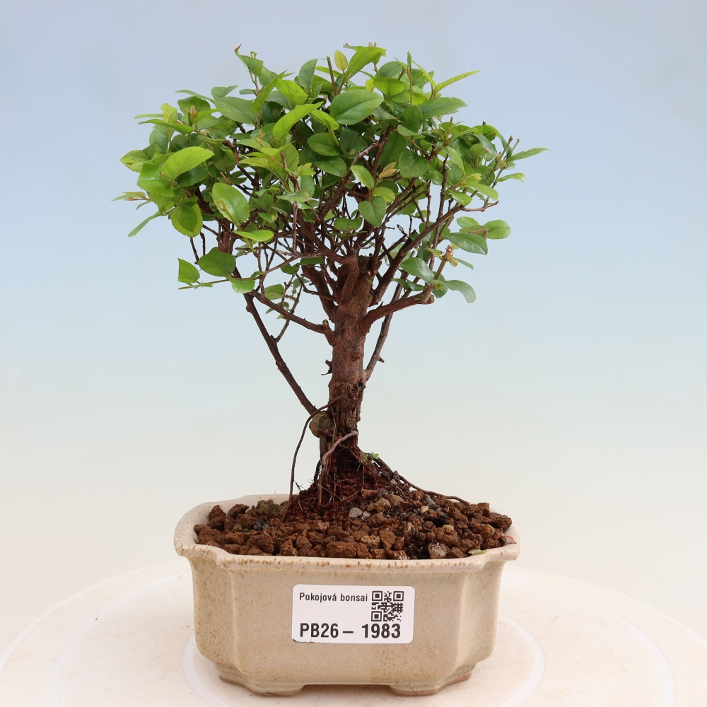 Zimmer Bonsai - Sageretia thea - Sageretia thea